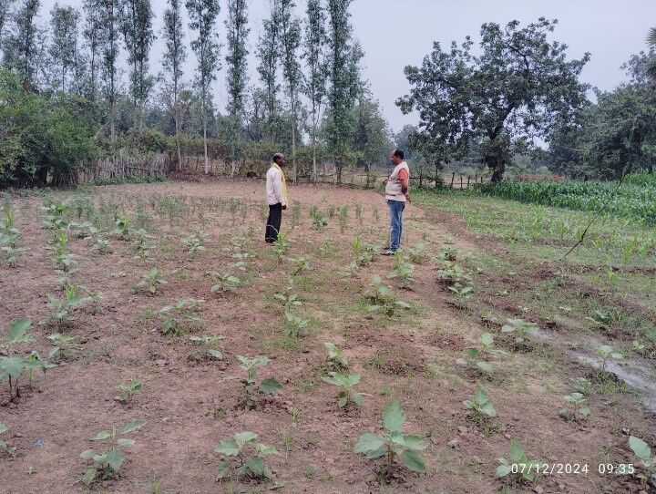Pusu Gheba Pungati Agricultural Practices